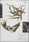 Foto von Salix humboldtiana Willd.
